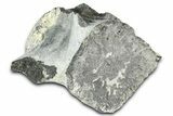 Fossil Whale Caudal Vertebra - Yorktown Formation #362059-2